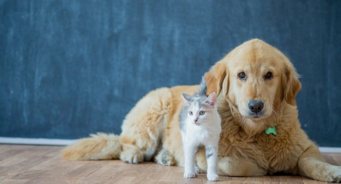 Assurance chien, chat et animaux de compagnie : le guide complet