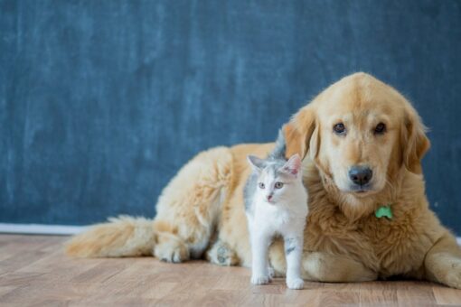 Assurance chien, chat et animaux de compagnie : le guide complet
