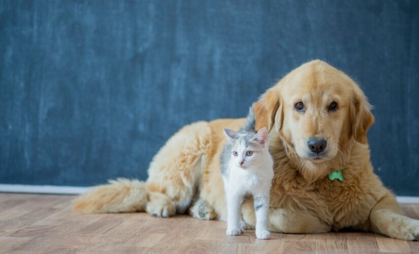 Assurance chien, chat et animaux de compagnie : le guide complet