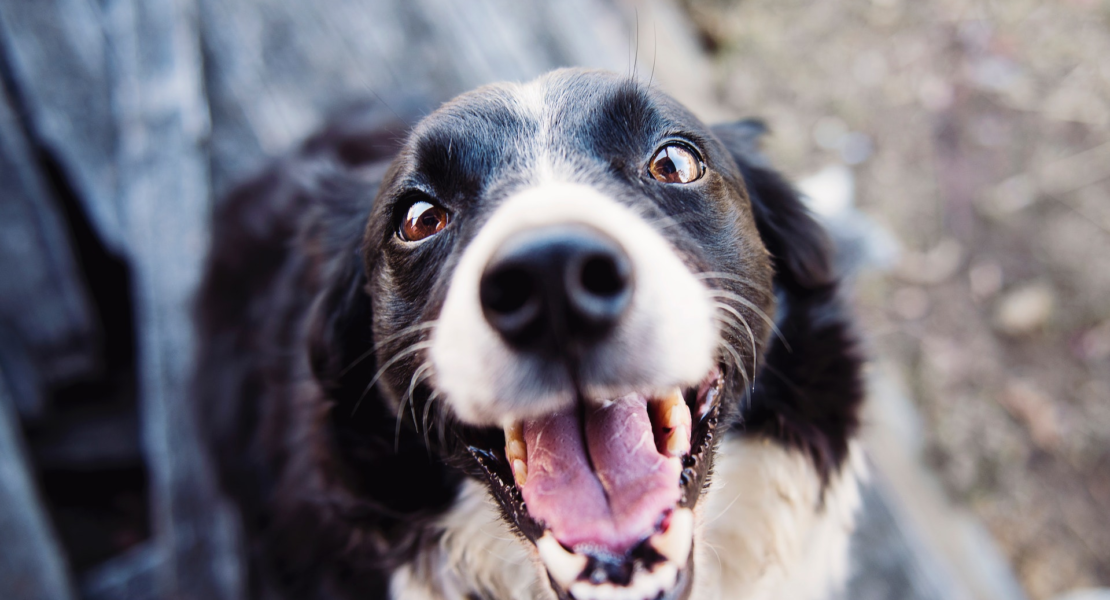 Proteger votre animal de compagnie avec l’assurance : un geste d’amour responsable