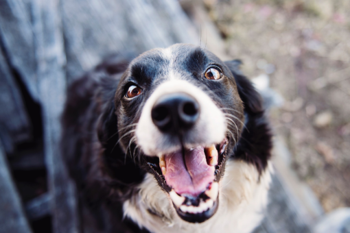 Proteger votre animal de compagnie avec l’assurance : un geste d’amour responsable