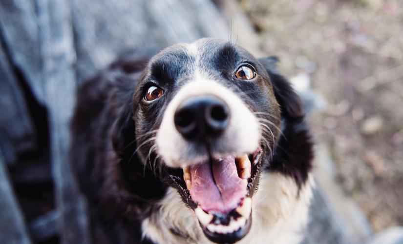 Proteger votre animal de compagnie avec l’assurance : un geste d’amour responsable