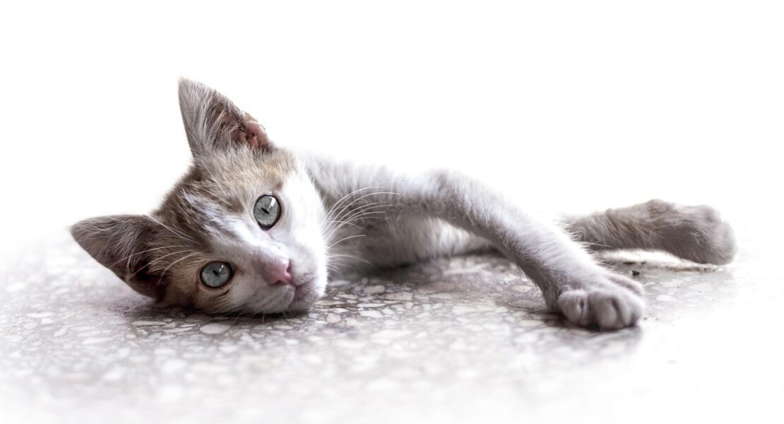Mutuelle chat : comment assurer la santé de votre chat à moindre coût