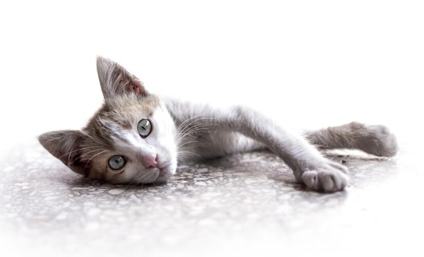 Mutuelle chat : comment assurer la santé de votre chat à moindre coût