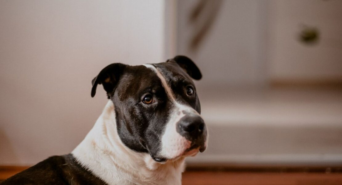 Assurance chien de catégorie 1 et 2 : obligations, garanties et prix