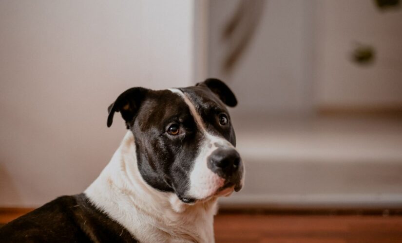 Assurance chien de catégorie 1 et 2 : obligations, garanties et prix